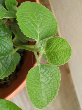 Closeup of Mexican Mint Plant or Leaves Background with texture and pattern