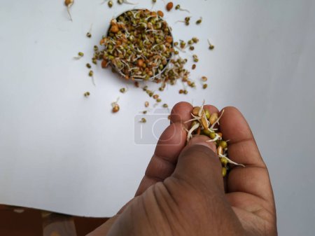 Brotes mixtos Semillas de gramo verde, semillas de lino en una mano. Nuevo concepto de vida germinación de semillas. condimento para cocinar para animales domésticos. Corazón sano libre de aceite Alimento rico en proteínas