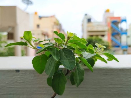 Closeup of Tulsi Plant Leaves in a Home Garden