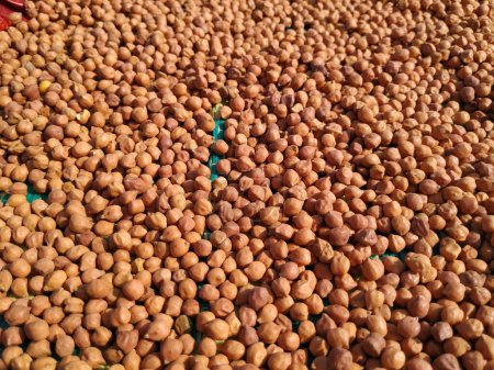Chick Pea or Kala Chana seeds without roasted raw seeds texture Background, Traditional protein nutrition gram, fresh high fiber grain soaked gram backdrop.