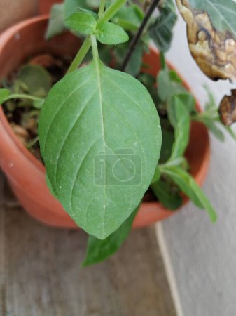 Closeup of Chia Seeds Plant or Leaves in a Plant growing in a house Terrace garden.
