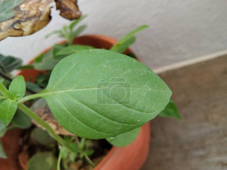 Closeup of Chia Seeds Plant or Leaves in a Plant growing in a house Terrace garden.