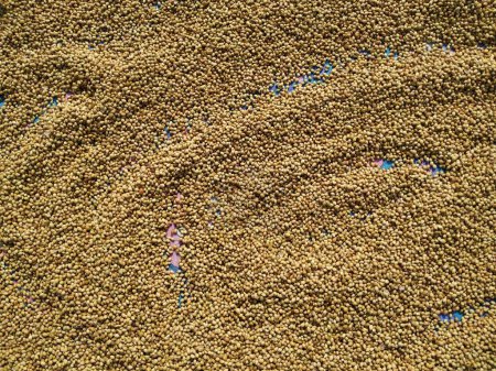 Textur und Hintergrund der Dhaniya-Samen. Haufen Koriander- oder Dhania-Samen isoliert in einem weißen Hintergrund