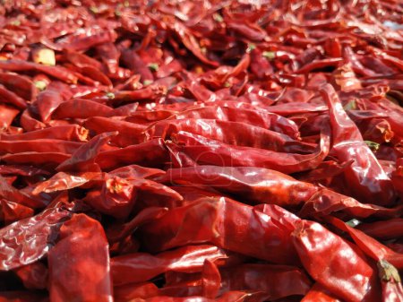 Red chillies bright Red texture Background. Indian spice Capsicum pepper used in spicy food cooking preparation.