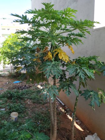 Closeup of Papaya plant growing in a empty field in the residential area of Bangalore