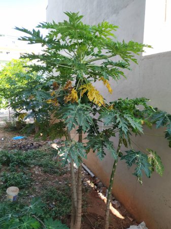 Gros plan d'une plante de papaye poussant dans un champ vide dans le quartier résidentiel de Bangalore