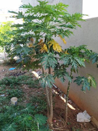 Gros plan d'une plante de papaye poussant dans un champ vide dans le quartier résidentiel de Bangalore
