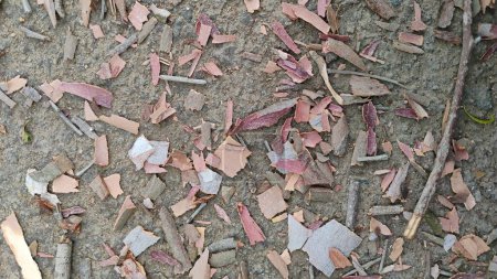 Nahaufnahme von schönen trockenen und gebrochenen Nilgiri Eukalyptus-Baumrinde oder Stamm und Blättern Textur Hintergrund