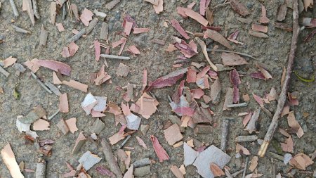Nahaufnahme von schönen trockenen und gebrochenen Nilgiri Eukalyptus-Baumrinde oder Stamm und Blättern Textur Hintergrund