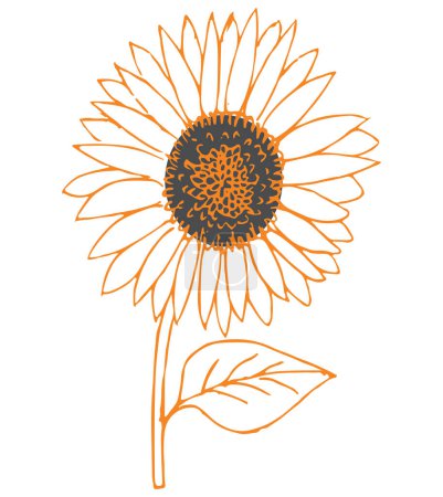 Sketch of Oil Seeds famous flower Sun Flower editable outline illustration