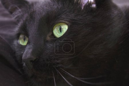 Foto de Primer plano de la cara de un gato negro con ojos verdes. El gato acecha intencionadamente a su presa. ¿O sólo está mirando distraídamente? - Imagen libre de derechos