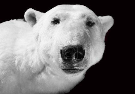 Téléchargez les photos : L'ours polaire Par rapport aux autres ours, il utilise une niche écologique plus étroite, à laquelle il s'est parfaitement adapté avec des caractéristiques physiques adaptées aux basses températures, aux mouvements sur la neige, sur la glace et, last but not least, à la baignade en eau froide. - en image libre de droit