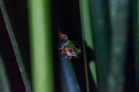 Foto de Rana de ojos rojos en Costa Rica - Imagen libre de derechos