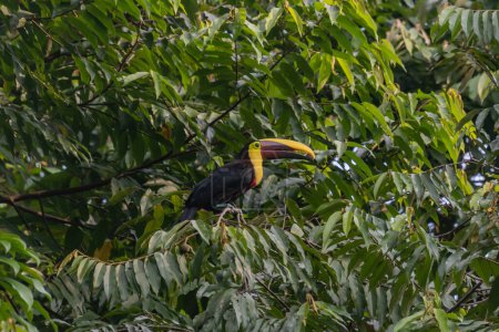 Foto de Tucán en un árbol en Costa Rica - Imagen libre de derechos
