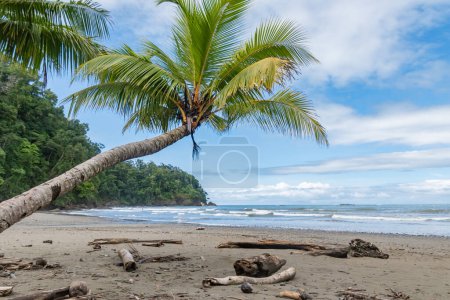 Foto de Playa tropical con palmeras y cielo azul - Imagen libre de derechos