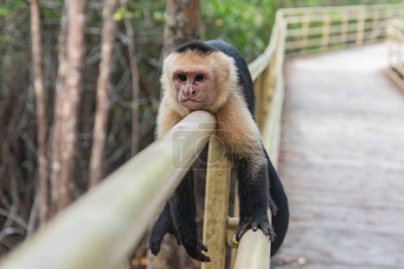 Foto de Un primer plano de un mono lindo - Imagen libre de derechos