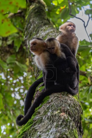 Foto de Mono en el bosque verde - Imagen libre de derechos
