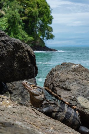 Foto de Un primer plano de una iguana en la playa - Imagen libre de derechos