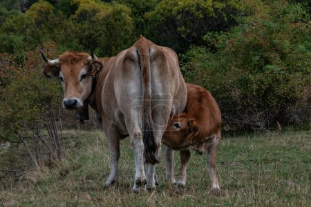 Foto de Vacas en el campo - Imagen libre de derechos