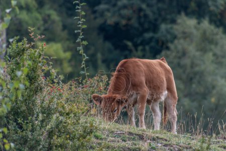 Foto de Vaca en el campo - Imagen libre de derechos