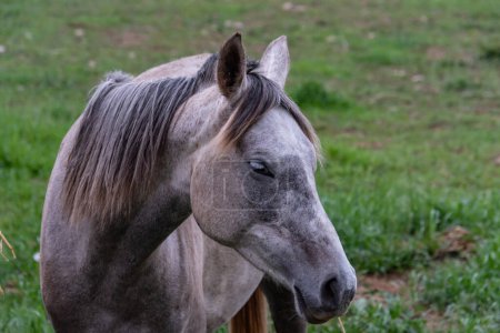 Foto de Retrato de un caballo con una hierba verde - Imagen libre de derechos