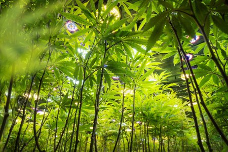 Cannabisbüsche verschließen den Blick von unten. Hintergrund Natur