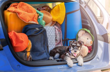 Portrait of a miniature schnauzer puppy in the trunk of a car with things for travel