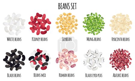 Illustration for Beans set with Black, White, Roman, Kidney, Mung, Adzuki, Hyacinth and Soybean. Natural organic food collection. Vector cartoon isolated illustration. - Royalty Free Image