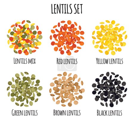 Illustration for Lentils set with Red, Yellow, Green, Brown and Black lentils. Natural organic food collection. Vector cartoon isolated illustration. - Royalty Free Image
