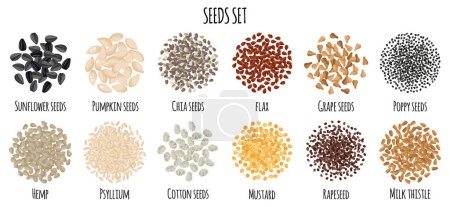Illustration for Seeds set with Sunflower, Pumpkin, Chia, Flax, Grape, Poppy, Hemp etc. Natural organic food collection. Vector cartoon isolated illustration. - Royalty Free Image