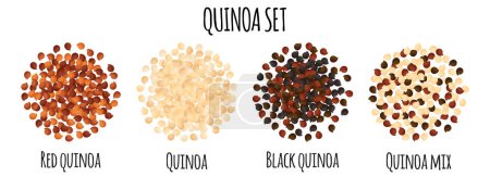 Illustration for Quinoa set with Red, White, Black and mix quinoa. Natural organic food collection. Vector cartoon isolated illustration. - Royalty Free Image
