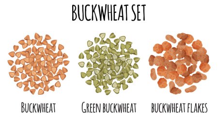 Illustration for Buckwheat set with Brown, Green and flakes. Natural organic food collection. Vector cartoon isolated illustration. - Royalty Free Image