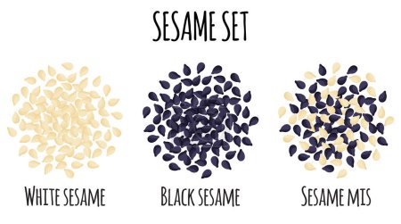 Illustration for Sesame set with White, Black and mix sesame. Natural organic food collection. Vector cartoon isolated illustration. - Royalty Free Image
