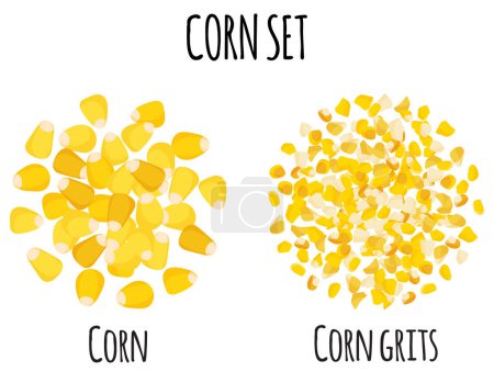 Illustration for Corn set with grain and grits. Natural organic food collection. Vector cartoon isolated illustration. - Royalty Free Image