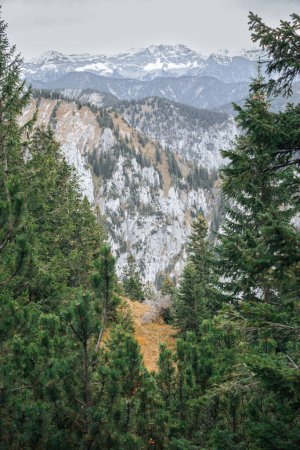 Ein Foto der Alpen hinter hohen Bäumen, Berge im Hintergrund, Wald auf der einen Seite und schneebedeckte Berghänge und braunes Gras auf der anderen Seite, bewölktes Wetter