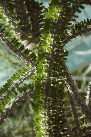 Nahaufnahme der Dornen und Blätter einer Pflanze alluaudia procera