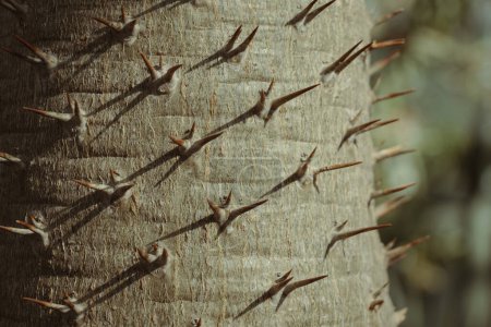 Close up of the trunk texture with sharp thorns on palm tree