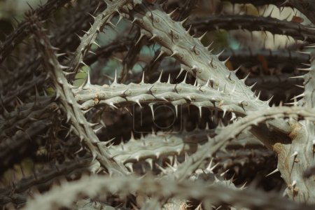 gros plan d'épines et d'épines sur la surface d'une Alluaudia ascendens (Drake), plante succulente, couleur vintage muette
