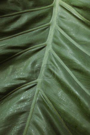 A closeup of the veins on an Alocasia leaf, closeup of the texture and structure on an elephant ear leaf