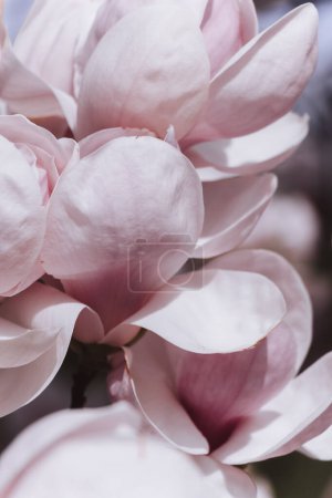 Closeup of branch pink magnolia blossoms in full bloom
