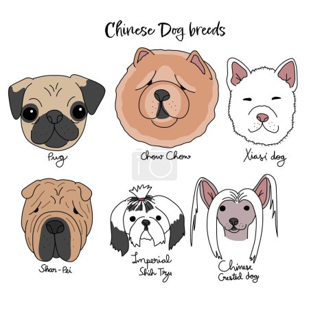 Ilustración de Raza de perro chino gráfico de dibujos animados vector ilustración - Imagen libre de derechos
