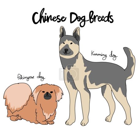 Illustration for Chinese dog breed cartoon chart vector illustration - Royalty Free Image