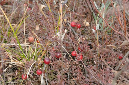 Téléchargez les photos : "Wild Cranberries fruit maturation in marsh field in the environment of Ontario Canada". Image de canneberge. - en image libre de droit