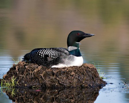 Loon nesting on its nest with marsh grasses, mud and water by the lakeshore in its environment and habitat displaying red eye, black and white feather plumage, greenish neck with a blur background. Loon Nest Image. Loon on Lake. Loon in Wetland. 