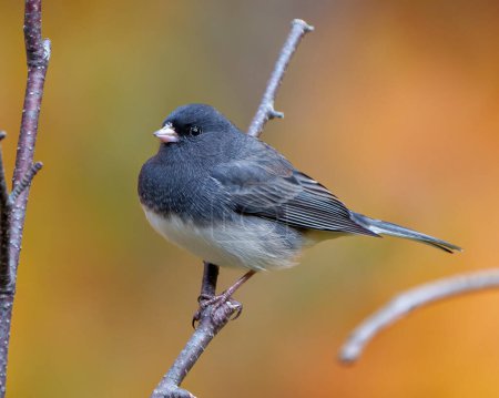 Photo for Junco close-up profile view perched on a branch with a beautiful background in its environment and habitat surrounding, and displaying grey and white colour. - Royalty Free Image