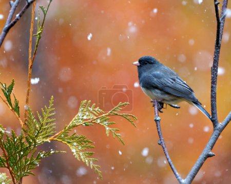 Photo for Junco close-up profile side view perched with a orange background and falling snow in its environment and habitat surrounding, and displaying grey and white colour. - Royalty Free Image