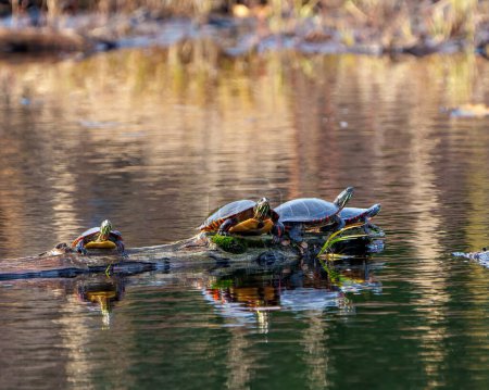 Foto de Tortugas pintadas descansando sobre un tronco en el estanque con musgo de lirio y mostrando su caparazón de tortuga, cabeza, patas en su entorno y hábitat circundante. Imagen de tortuga. Una foto. Retrato. - Imagen libre de derechos
