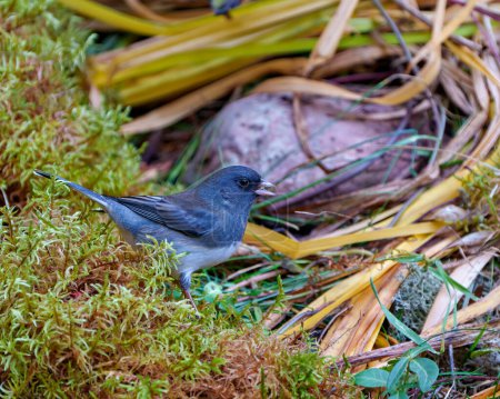 Photo for Junco close-up profile side view standing on moss with open beak with rock and foliage background in its environment and habitat surrounding, and displaying grey and white colour. Dark-eyed Junco Photo. - Royalty Free Image