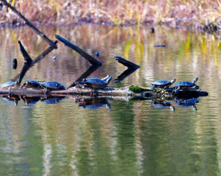 Foto de Tortugas pintadas descansando sobre un tronco en el estanque con musgo de lirio y mostrando su caparazón de tortuga, cabeza, patas en su entorno y hábitat circundante. Imagen de tortuga. Una foto. Retrato. - Imagen libre de derechos