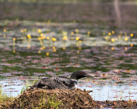Photo for Common Loon close-up view nesting on its nest with marsh grasses, mud and water  in its environment and habitat.  Loon on Nest. Loon in Wetland. Loon on Lake Image. Picture. Portrait. Photo. - Royalty Free Image